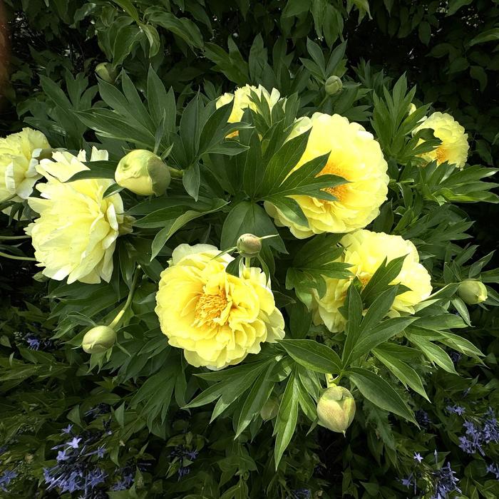 Bartzella Itoh Peony