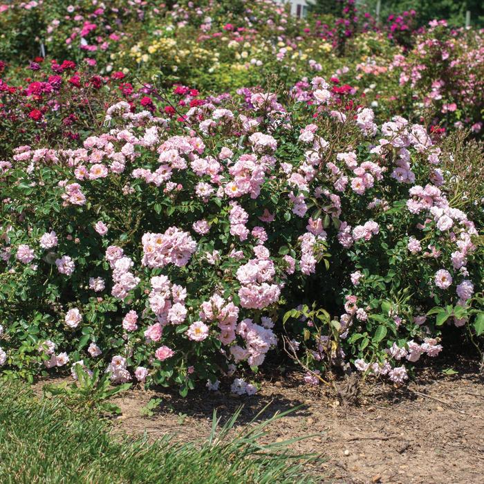 Blushing Drift® Rose