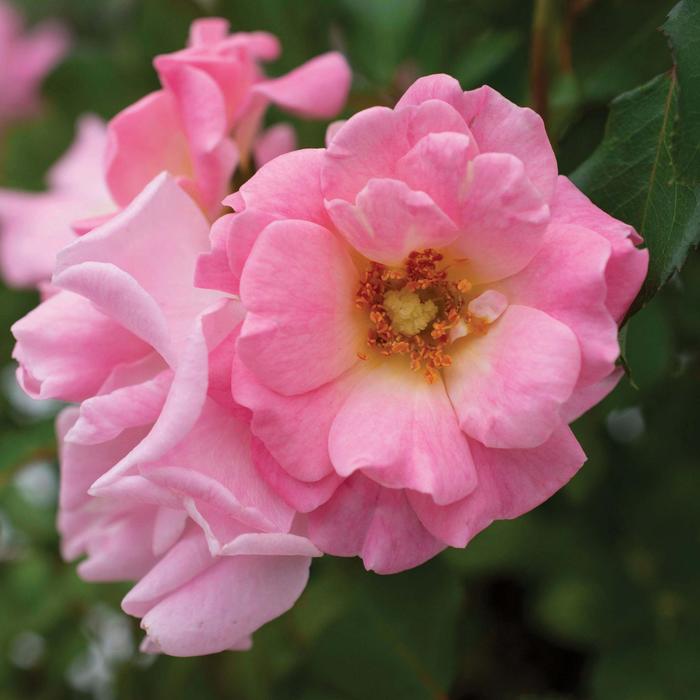 Blushing Drift® Rose