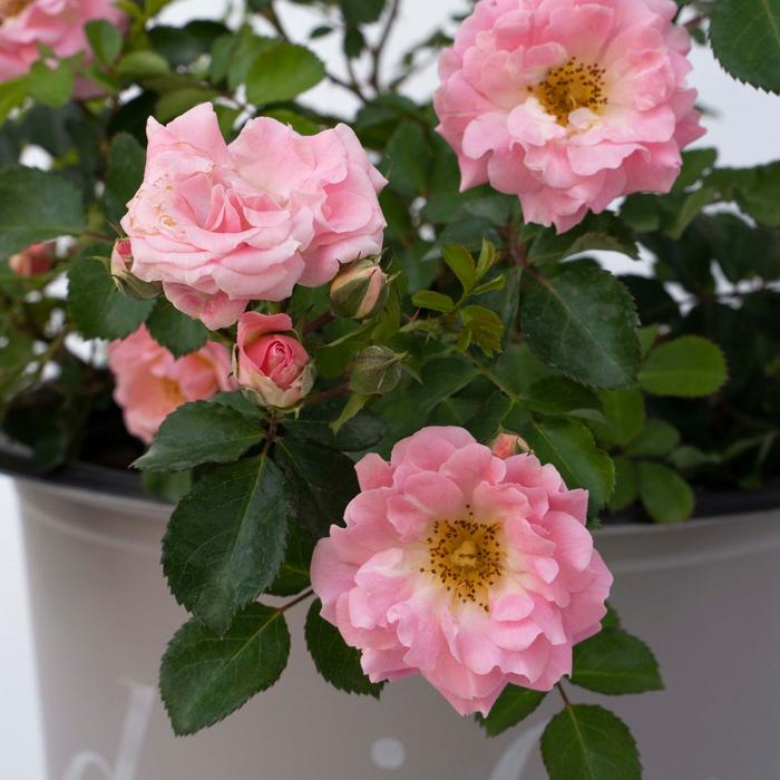 Blushing Drift® Rose