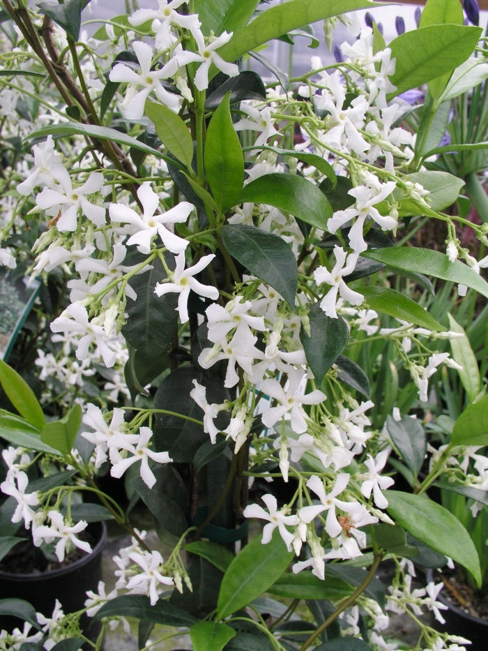 Confederate Jasmine