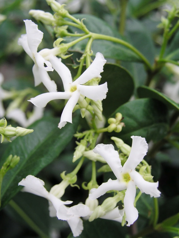 Confederate Jasmine