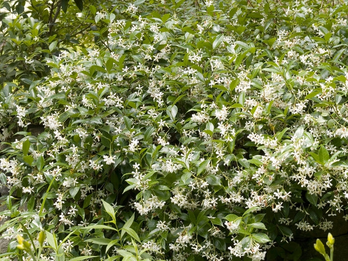 Confederate Jasmine