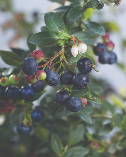 Bushel And Berry® Blueberry Buckle®