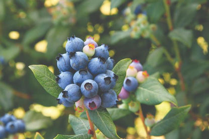 Bushel And Berry® Perpetua®