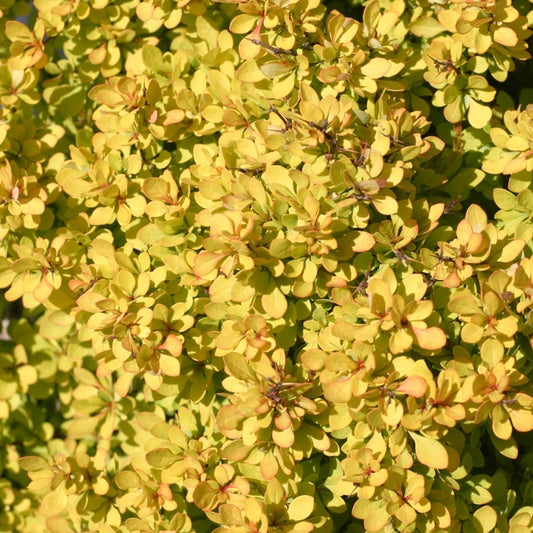 Sunjoy Mini Saffron® Barberry