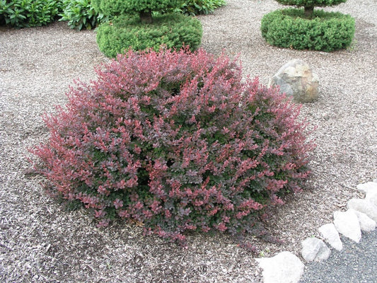 Royal Burgundy® Japanese Barberry