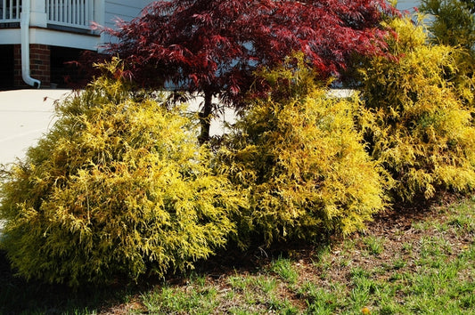 Golden Mop Japanese Falsecypress