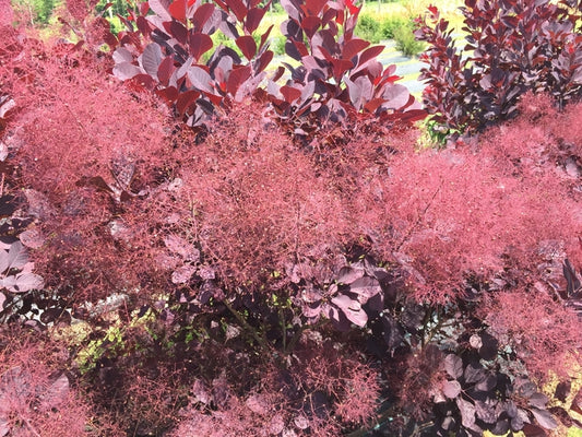 Winecraft Black® Smokebush