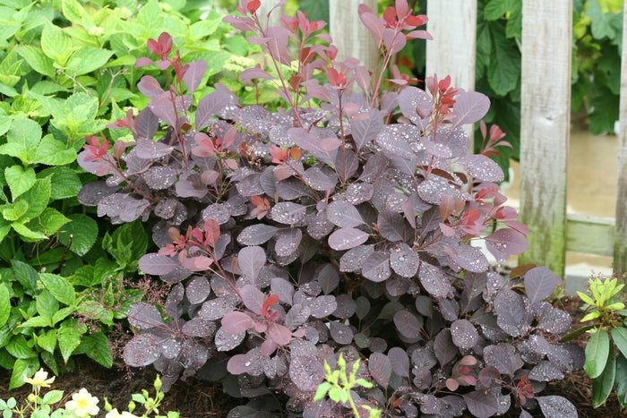 Winecraft Black® Smokebush