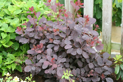 Winecraft Black® Smokebush