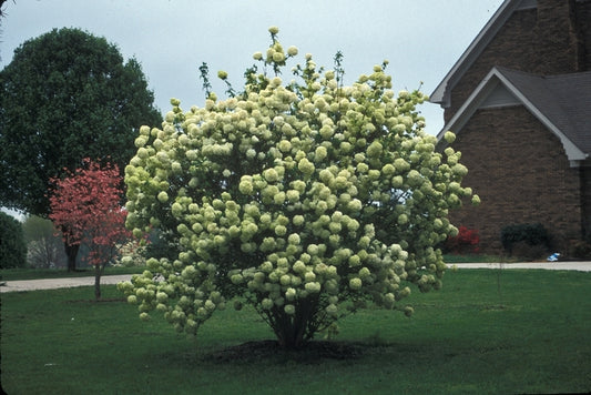 Sterile Chinese Snowball Viburnum