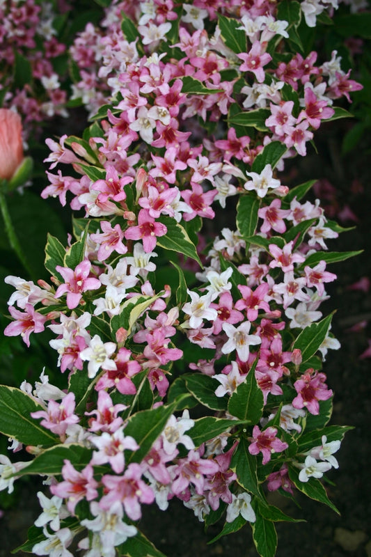 Variegata Variegated Old Fashioned Weigela