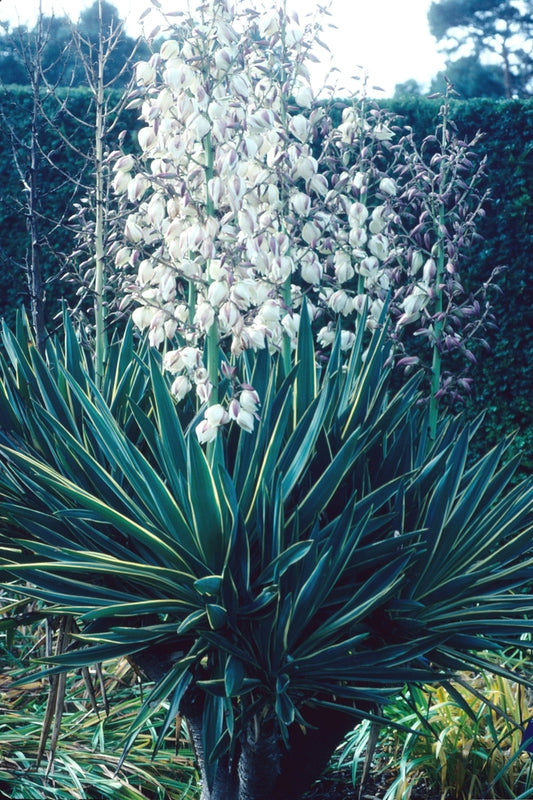 Variegata Mound-Lily