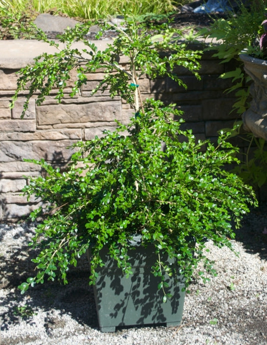 Unraveled American Boxwood