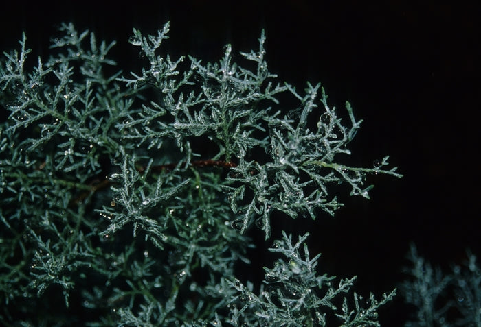 Blue Ice Blue Ice Cypress