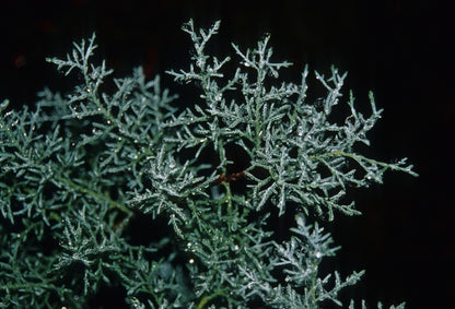 Blue Ice Blue Ice Cypress