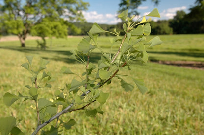 Chi Chi Maidenhair Tree