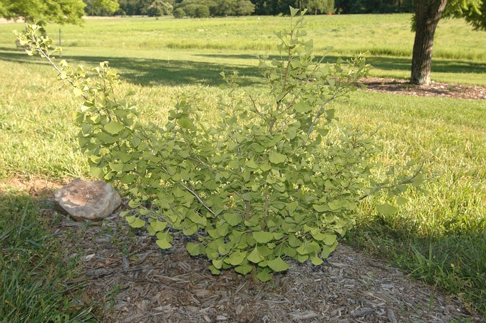 Chi Chi Maidenhair Tree