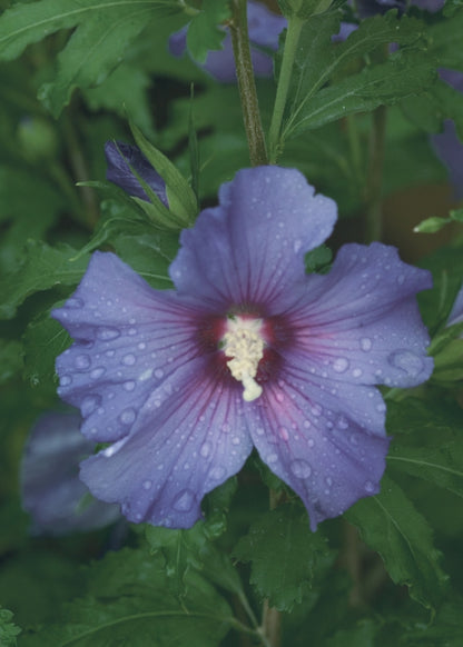 Azurri Blue Satin® Rose Of Sharon