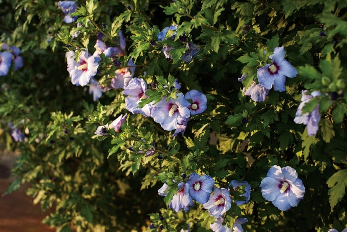 Azurri Blue Satin® Rose Of Sharon