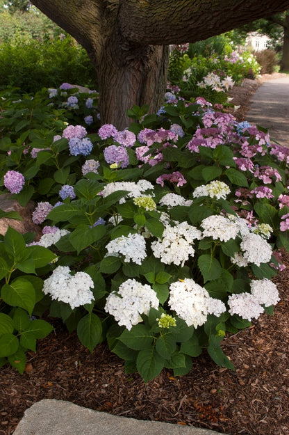 Blushing Bride Big Leaf Hydrangea