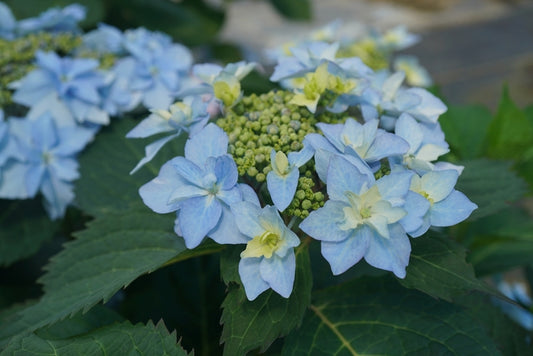 Tuff Stuff Ah-Ha® Reblooming Mountain Hydrangea