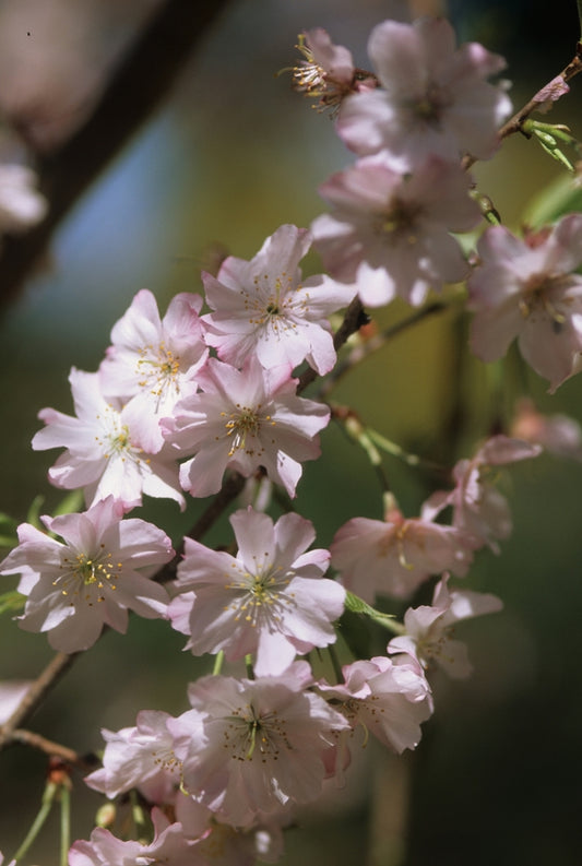 Weeping Cherry