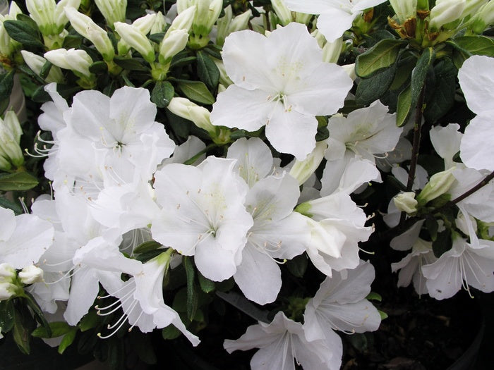 Delaware Valley White Azalea