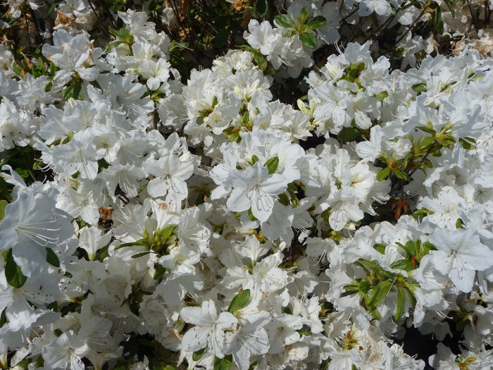 Delaware Valley White Azalea