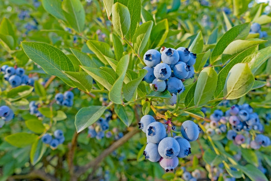 Top Hat Dwarf Blueberry