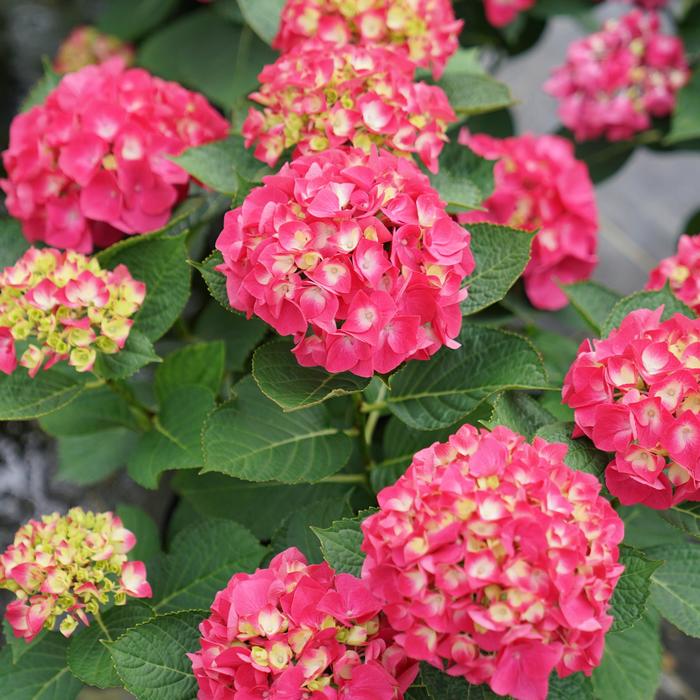 Wee Bit Giddy® Bigleaf Hydrangea