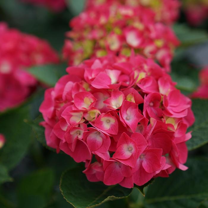 Wee Bit Giddy® Bigleaf Hydrangea