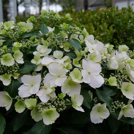 Fairytrail Bride™ Cascade Hydrangea