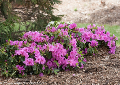 Bloom-A-Thon® Lavender