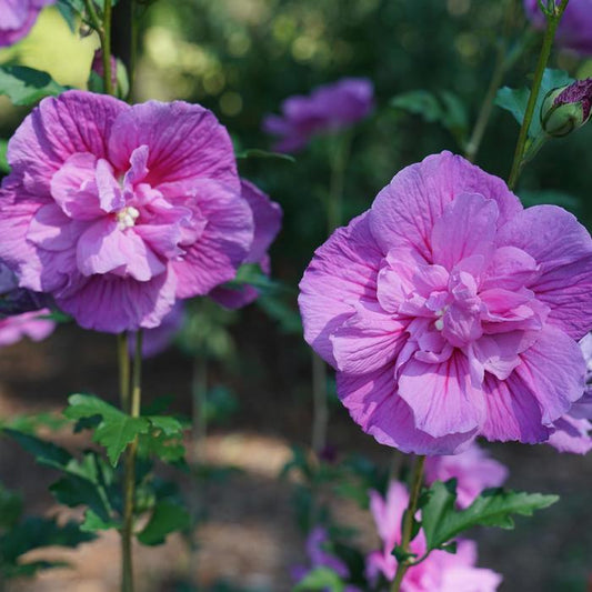 Chiffon® 'Dark Lavender'