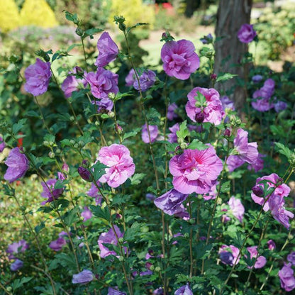 Chiffon® 'Dark Lavender'