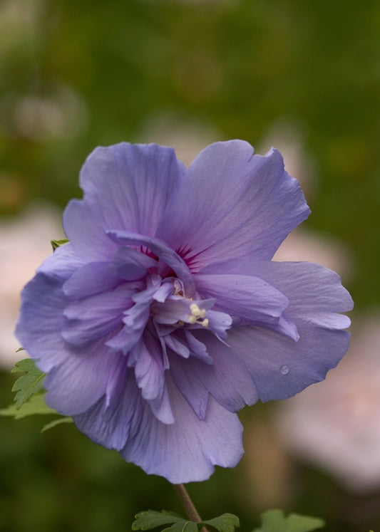 Blue Chiffon® Rose of Sharon