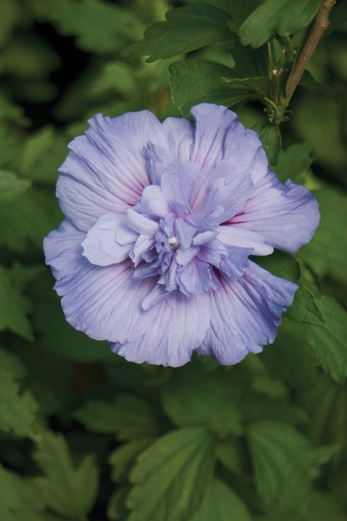 Blue Chiffon® Rose of Sharon