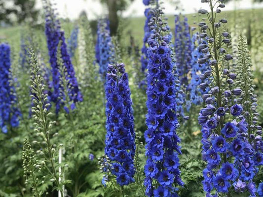 Blue Buccaneers New Zealand Delphinium