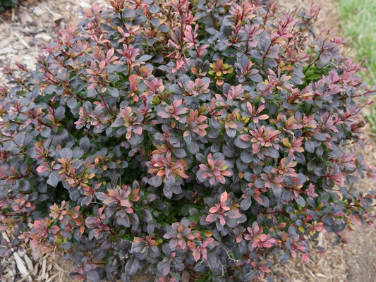 Sunjoy Todo® Barberry