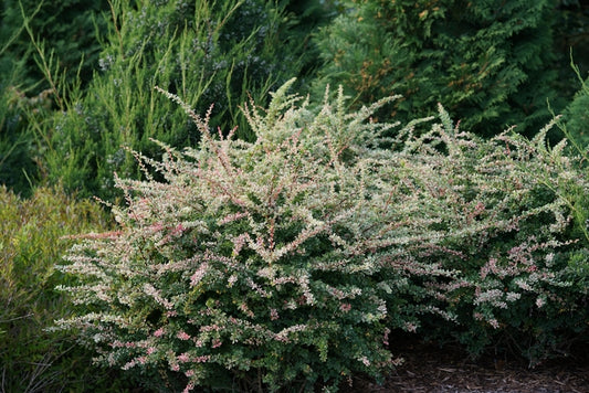 Sunjoy Sequins® Barberry