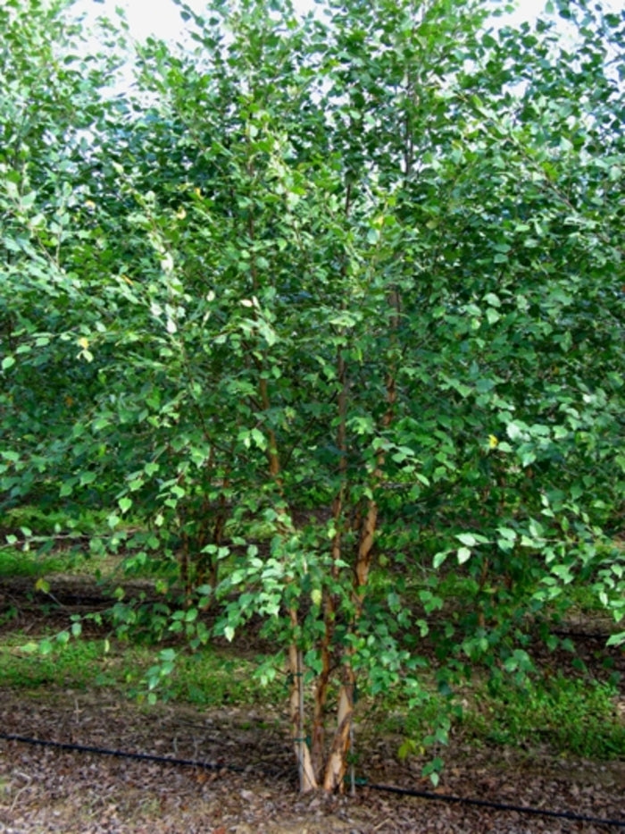 Dura Heat® River Birch