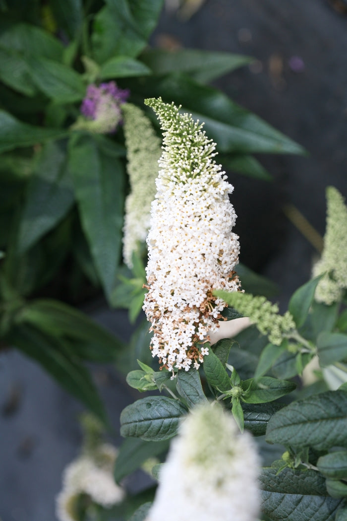 Butterfly Bush