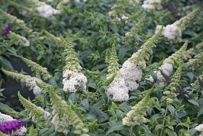 Butterfly Bush