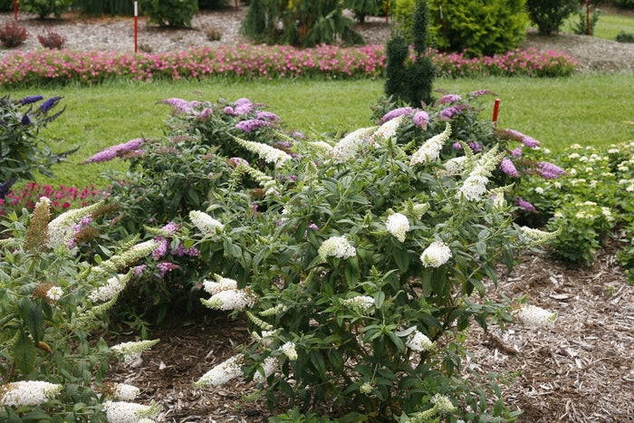 Butterfly Bush