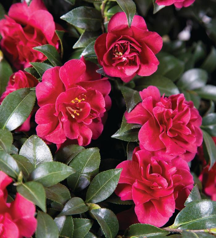 Oct Magic Ruby October Magic® Ruby – Poplar Forest Nursery