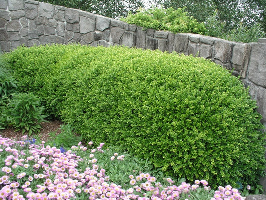 Green Beauty Boxwood