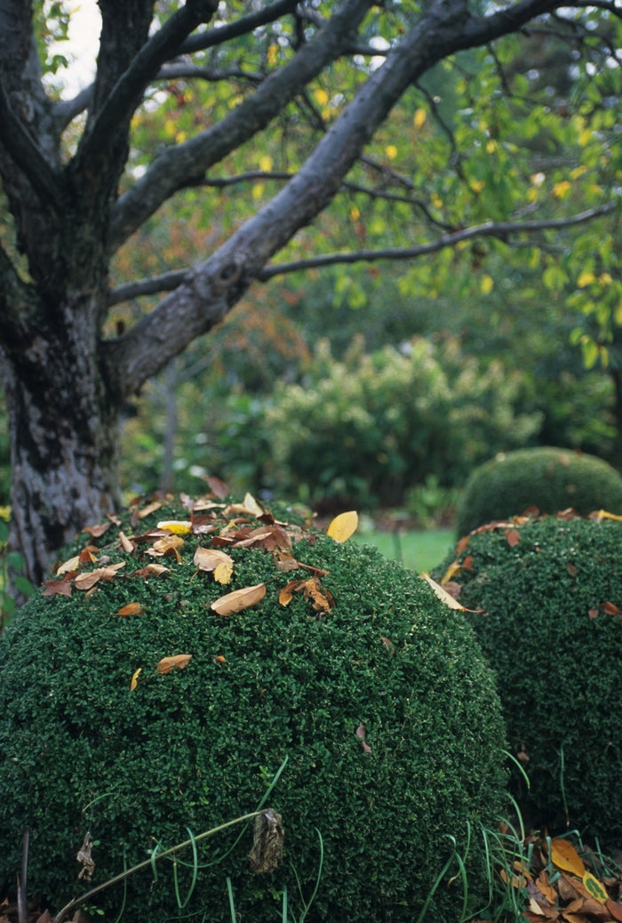 Wintergreen Boxwood