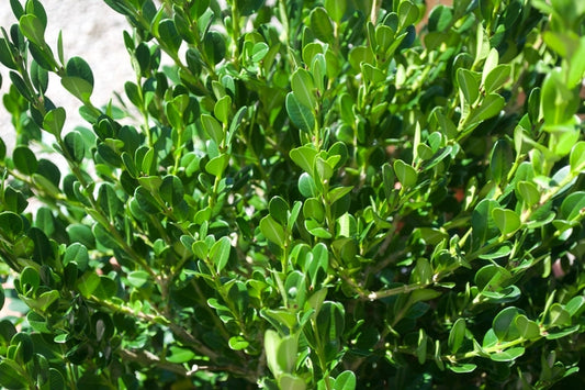 Winter Gem Boxwood